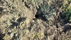 Mustela eversmanii