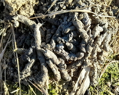 Mustela eversmanii