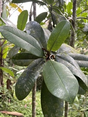Manilkara bidentata