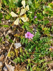 Erodium acaule