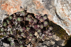 Sedum hispanicum