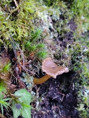 Craterellus cinereus