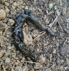 Mustela eversmanii