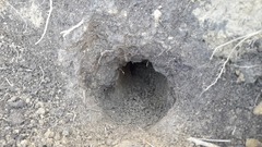 Mustela eversmanii