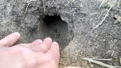 Mustela eversmanii