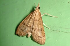 Udea fulvalis