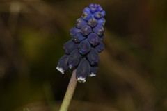Muscari neglectum