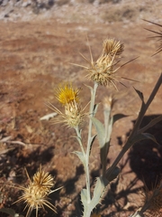 Centaurea onopordifolia