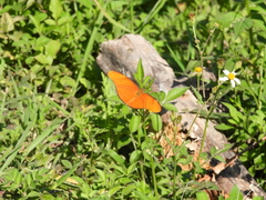 Dryas iulia moderata