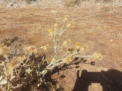 Centaurea onopordifolia