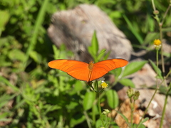 Dryas iulia moderata