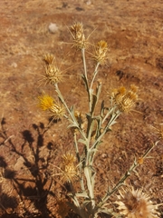Centaurea onopordifolia