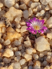 Frithia pulchra