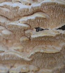 Irpiciporus