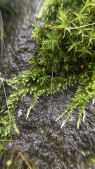 Homalothecium nuttallii