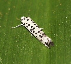 Yponomeuta pustulellus