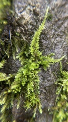 Homalothecium nuttallii