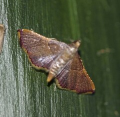 Endotricha approximalis