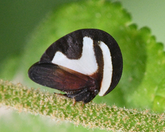 Membracis foliatafasciata