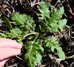Rorippa sessiliflora