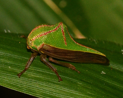 Umbonia spinosa