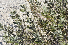 Salix cordata