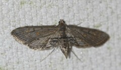 Parapoynx crisonalis