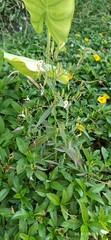 Andrographis paniculata