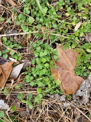 Veronica hederifolia