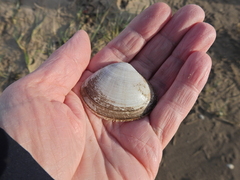 Mactra stultorum