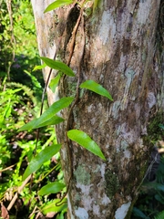 Microgramma lycopodioides