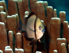 Dascyllus reticulatus