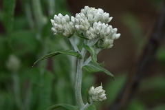 Pseudognaphalium biolettii