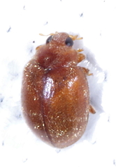 Scymnus impexus
