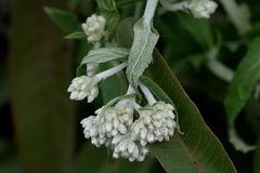 Pseudognaphalium biolettii