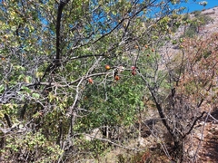 Prunus ursina