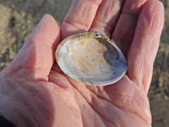 Mactra stultorum