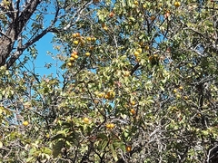 Prunus ursina