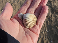 Cerastoderma edule