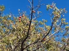 Prunus ursina