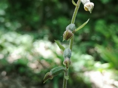 Epipactis microphylla