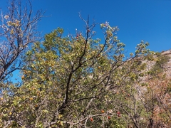 Prunus ursina