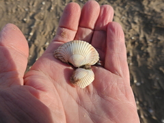 Cerastoderma edule