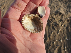 Cerastoderma edule