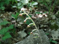 Epipactis microphylla