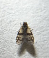 Bothriocera maculata