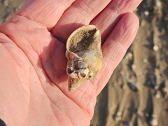 Buccinum undatum