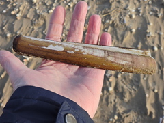 Ensis siliqua