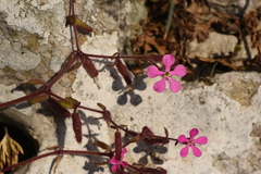 Saponaria calabrica