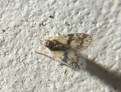 Bothriocera maculata